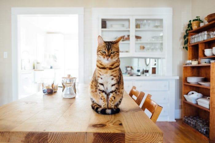 cat trees and towers