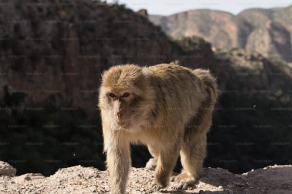 Albino-Monkey.net Travel Archives: A Gateway to Unique Adventures